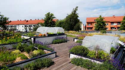 Urbaner Garten auf einem Dach