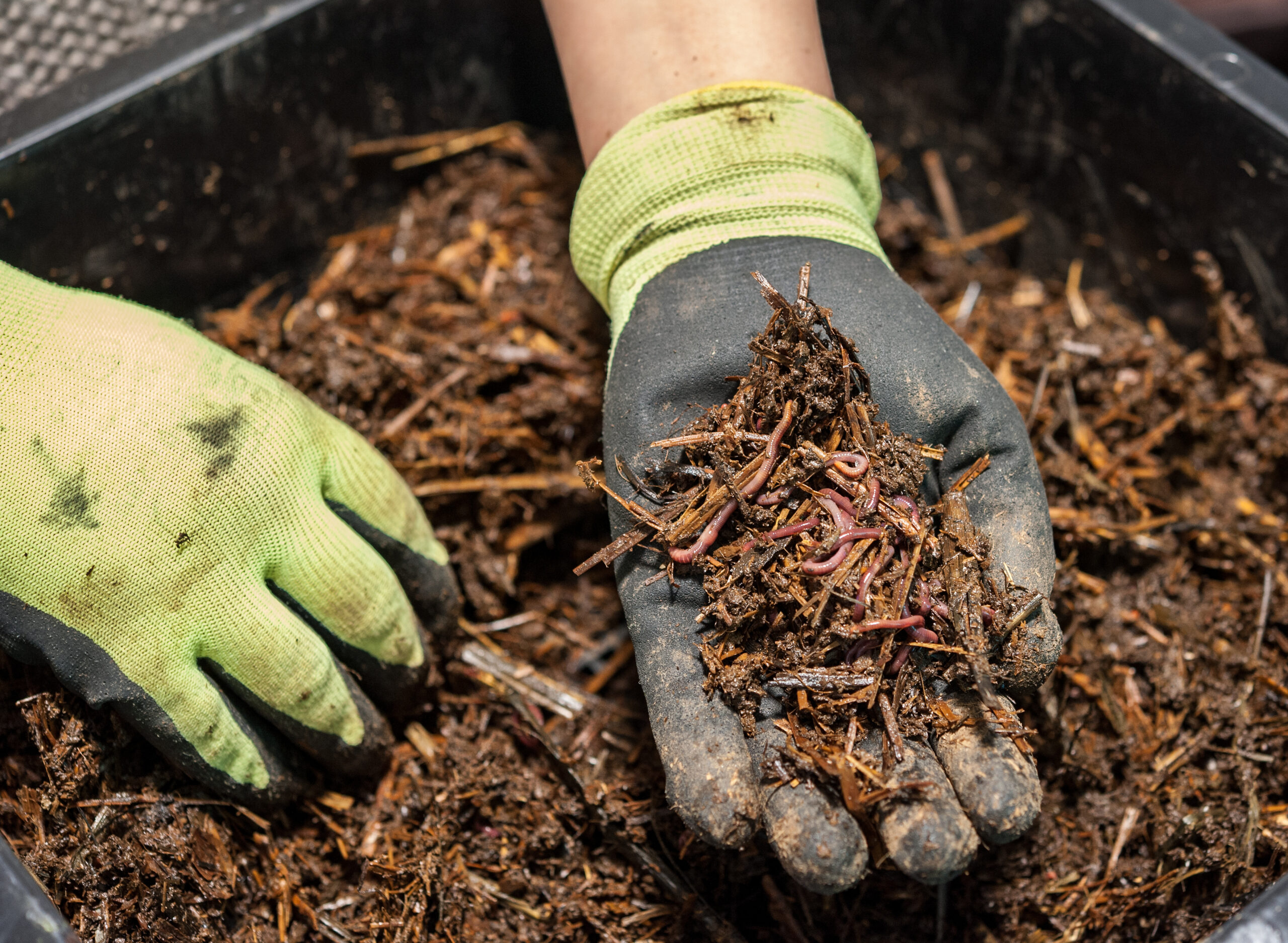 Würmer in fruchtbarem Kompost, essentiell für das Recycling von organischen Materialien.