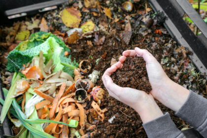 mains tenant du compost  au dessus du composteur avec déchets o