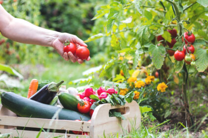 Gemüse aus dem Garten: Ein Leitfaden für Anfänger